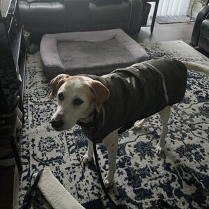 Olive Green Dog Coat with Reflective Trim